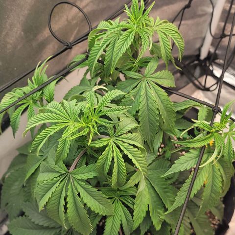 Purple honey  growlog photo: Left right