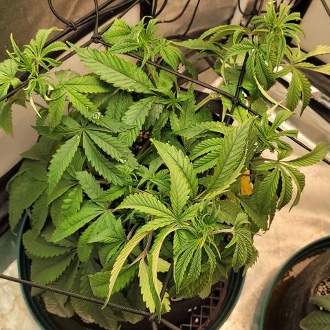 Purple honey  growlog timeline photo