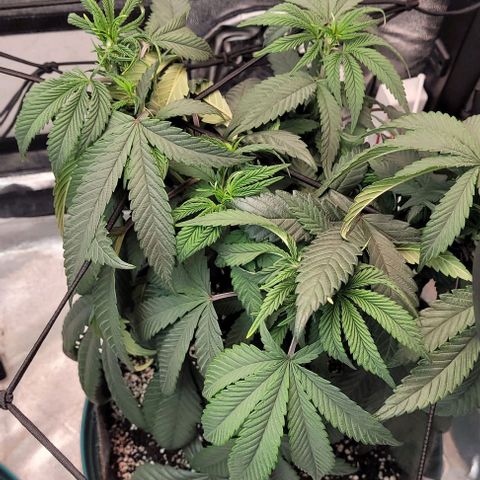 Purple honey  growlog timeline photo