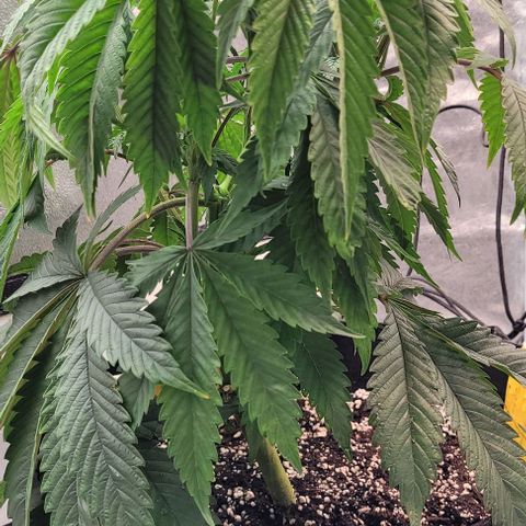 Purple honey  growlog timeline photo