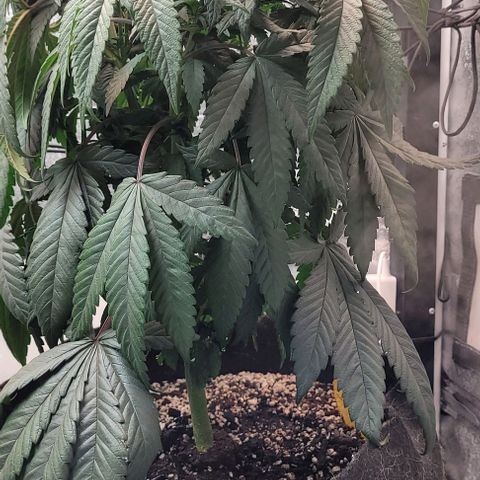Purple honey  growlog timeline photo