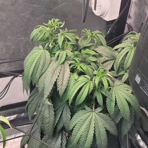 Purple honey  growlog timeline photo