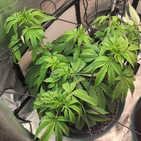 Purple honey  growlog timeline photo