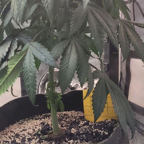 Purple honey  growlog timeline photo