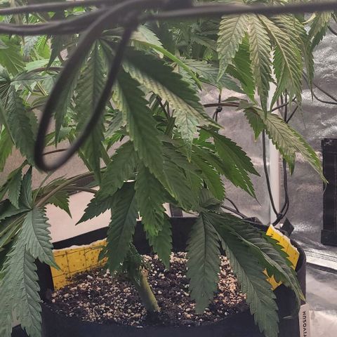Purple honey  growlog timeline photo