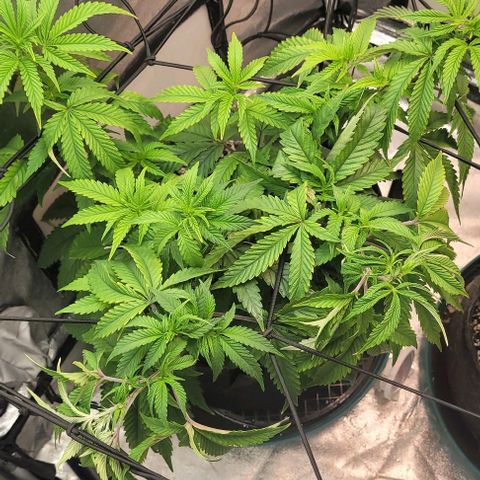 Purple honey  growlog timeline photo