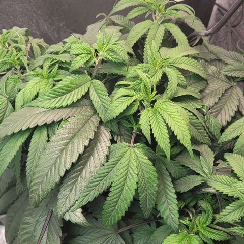 Purple honey  growlog timeline photo