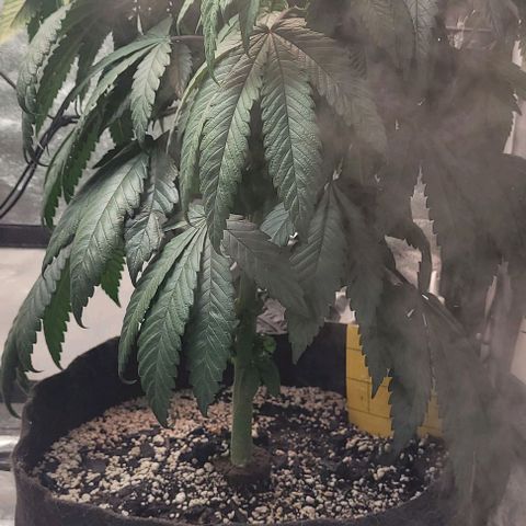 Purple honey  growlog timeline photo