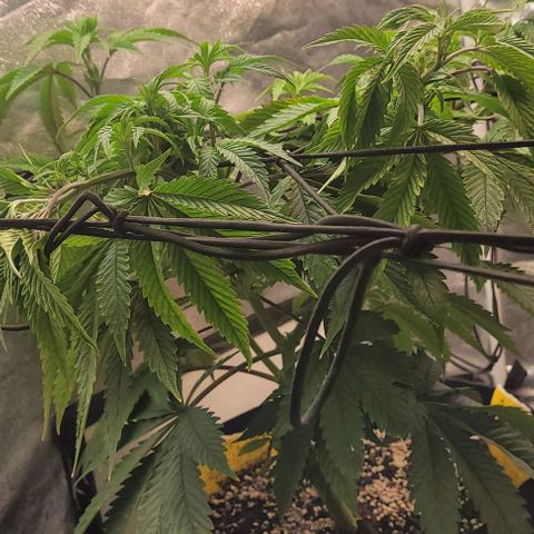 Purple honey  growlog timeline photo