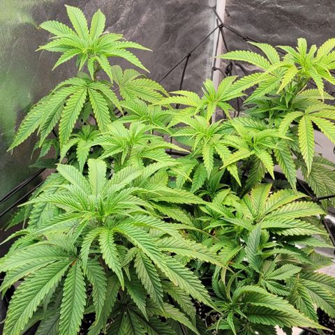 Purple honey  growlog timeline photo