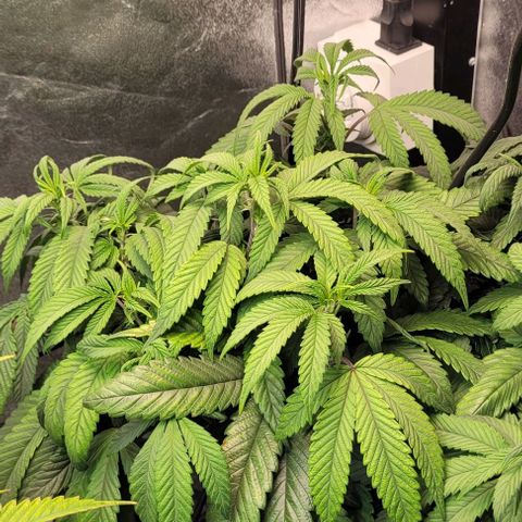 Purple honey  growlog timeline photo