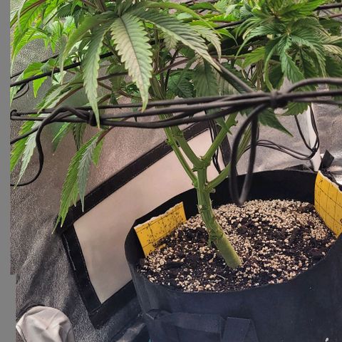 Purple honey  growlog timeline photo