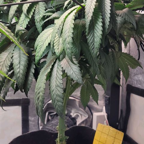 Purple honey  growlog timeline photo