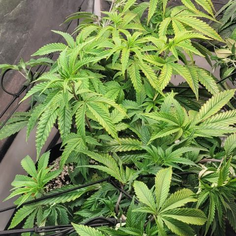Purple honey  growlog timeline photo