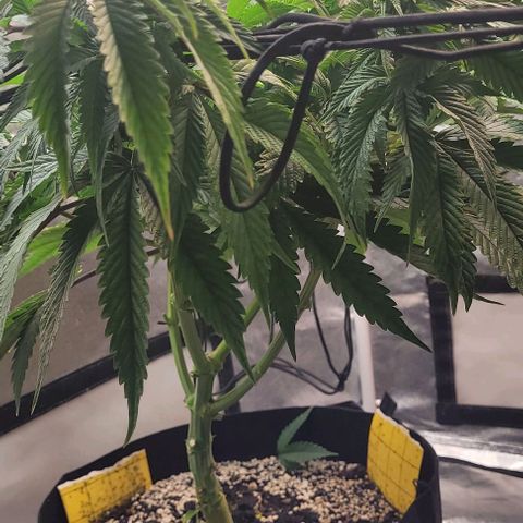 Purple honey  growlog timeline photo