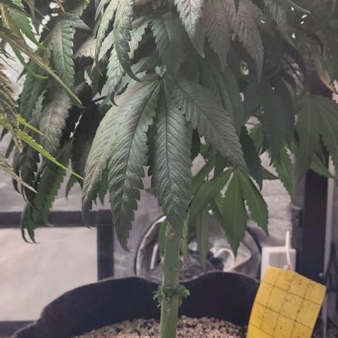 Purple honey  growlog timeline photo