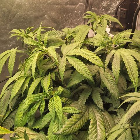 Purple honey  growlog timeline photo