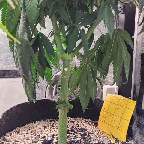 Purple honey  growlog timeline photo