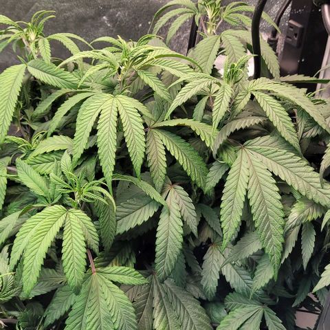 Purple honey  growlog timeline photo