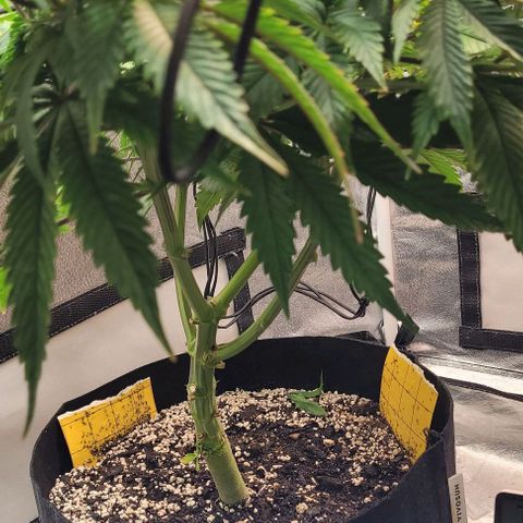 Purple honey  growlog timeline photo