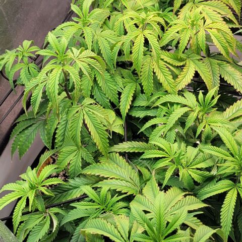 Purple honey  growlog timeline photo