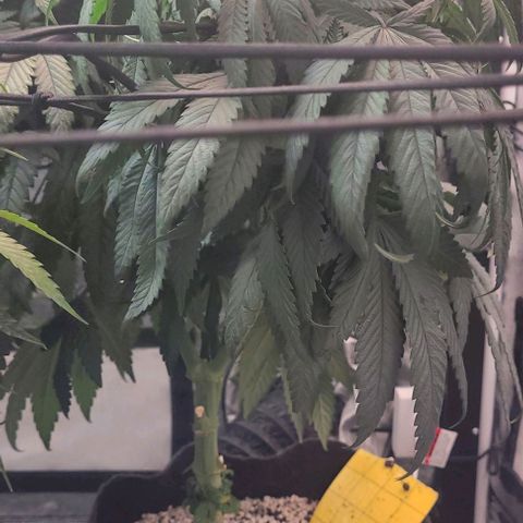 Purple honey  growlog timeline photo
