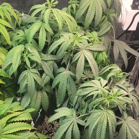 Purple honey  growlog timeline photo