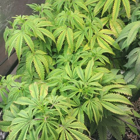 Purple honey  growlog timeline photo