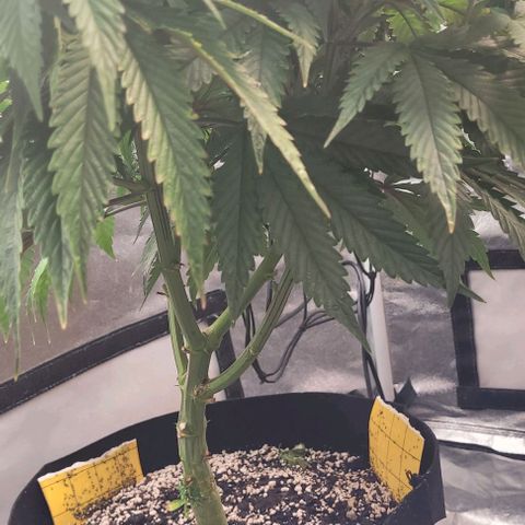 Purple honey  growlog timeline photo