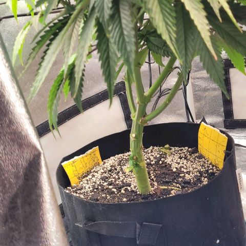 Purple honey  growlog timeline photo