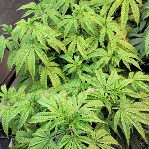 Purple honey  growlog timeline photo