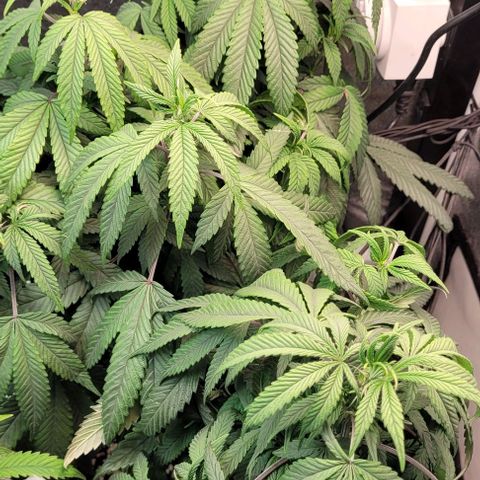Purple honey  growlog timeline photo