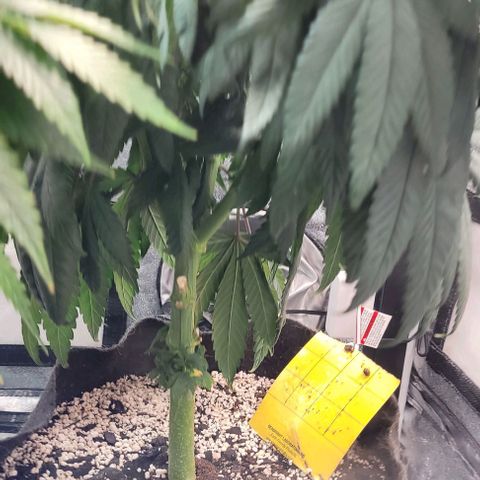Purple honey  growlog timeline photo