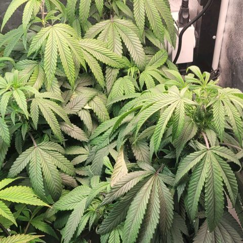 Purple honey  growlog timeline photo