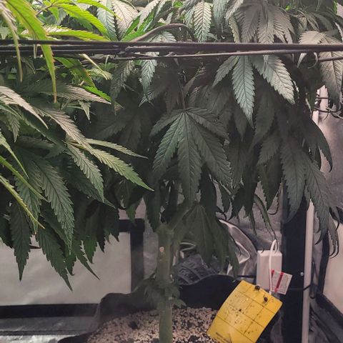 Purple honey  growlog timeline photo