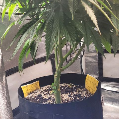 Purple honey  growlog timeline photo