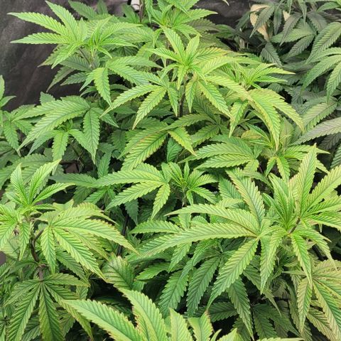 Purple honey  growlog timeline photo