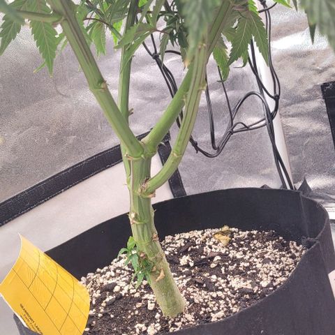 Purple honey  growlog timeline photo
