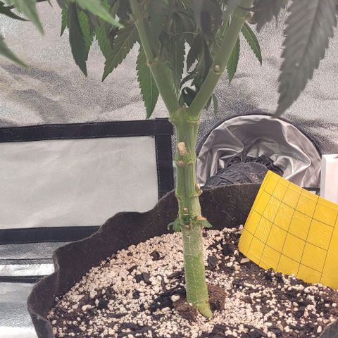 Purple honey  growlog timeline photo
