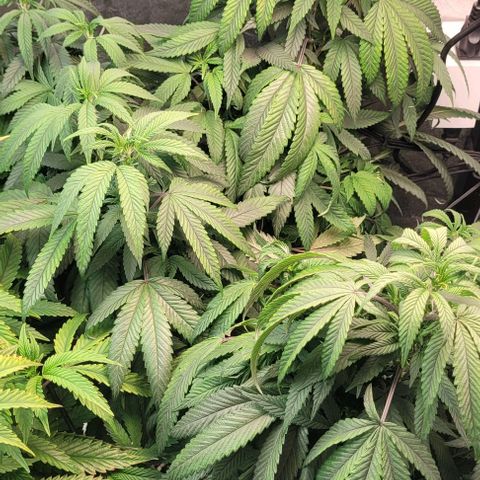 Purple honey  growlog timeline photo