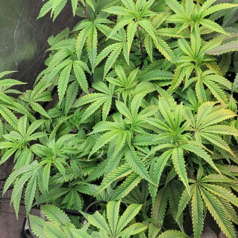 Purple honey  growlog timeline photo