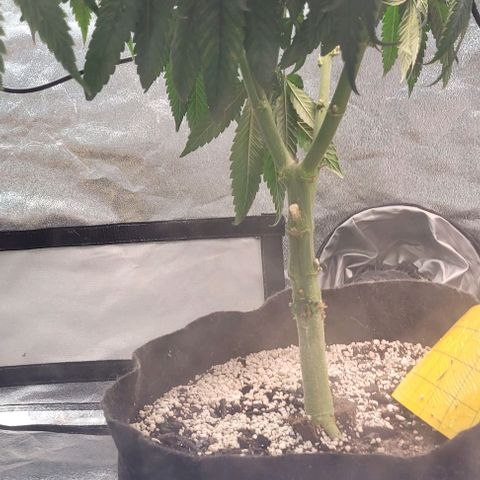 Purple honey  growlog timeline photo
