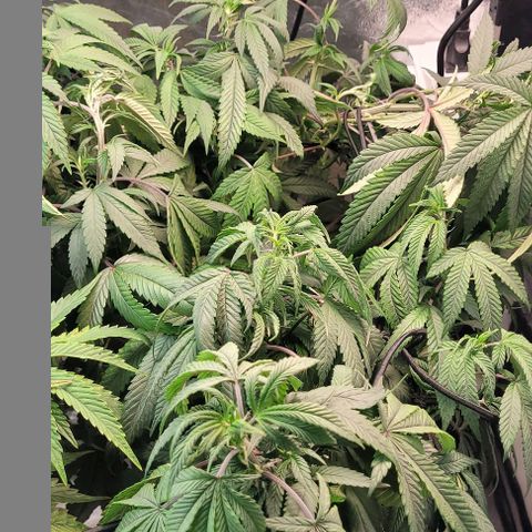 Purple honey  growlog timeline photo