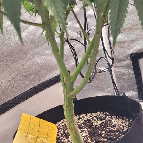 Purple honey  growlog timeline photo