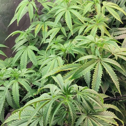 Purple honey  growlog timeline photo