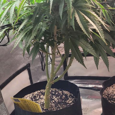 Purple honey  growlog timeline photo