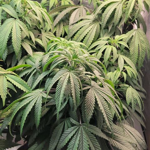 Purple honey  growlog timeline photo