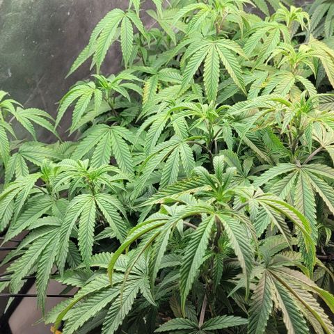 Purple honey  growlog timeline photo