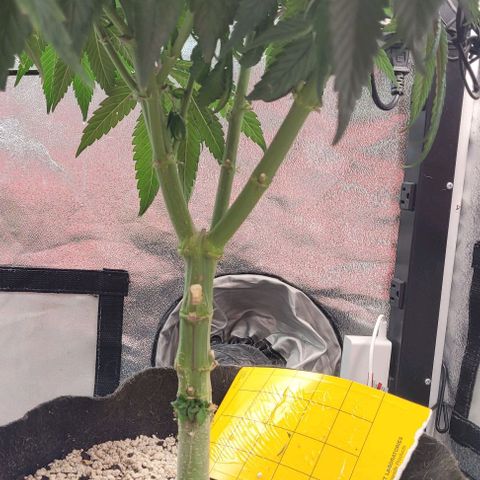 Purple honey  growlog timeline photo