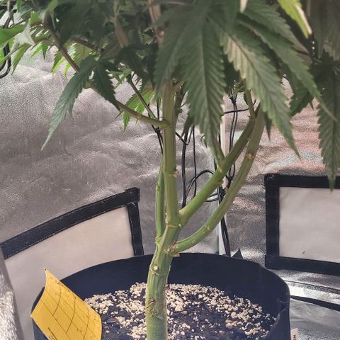 Purple honey  growlog timeline photo
